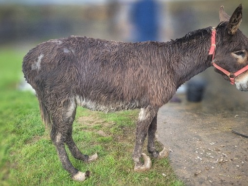 A brown donkey with severely overgrown hooves