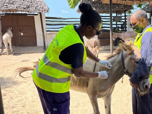 A man holding a donkeys face while a female vet injects the donkey with a rabies vaccination