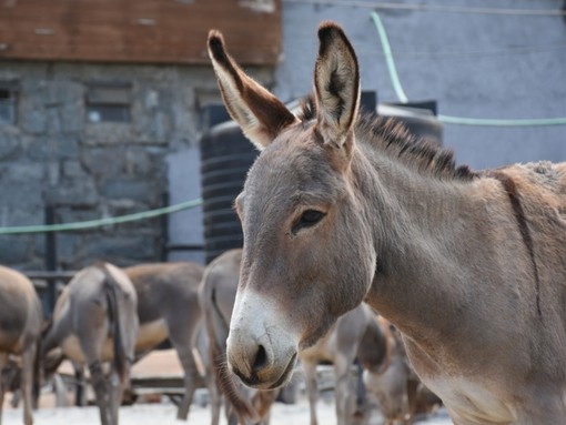 A donkey at a slaughterhouse in Kenya