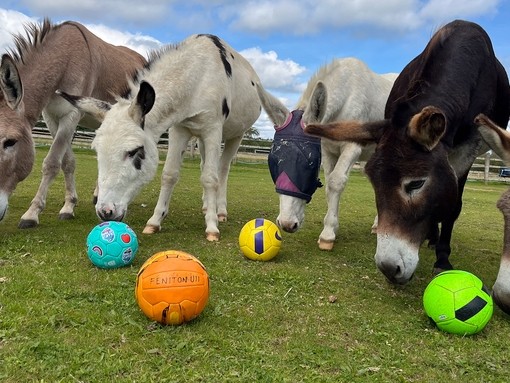 A group of five donkeys stood in a line with a football in front of each of them.