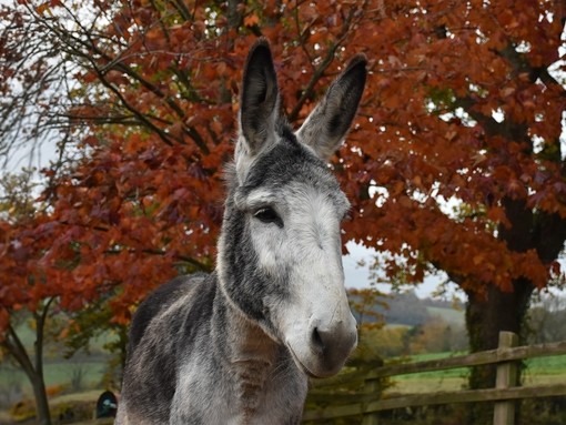 A grey and white donkey stood in front of a tree with orange leaves