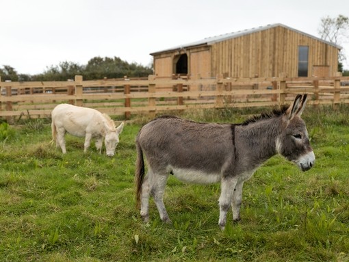 A grey donkey looking to the side while a white donkey grazing behind