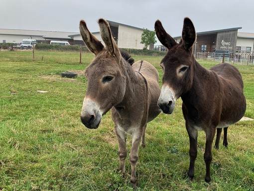 Two donkeys, one brown and one grey, stood in a field in front of a building