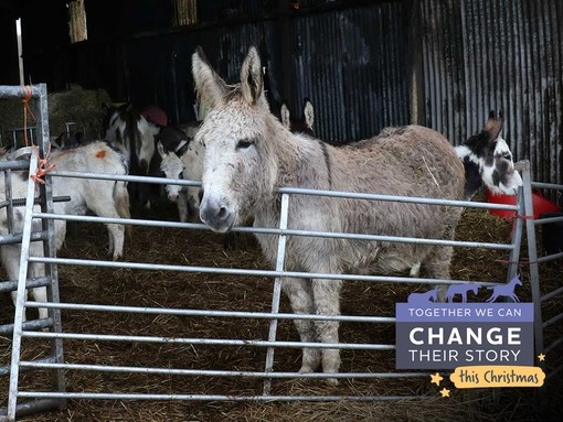 A group of neglected donkeys stuck behind metal gates in muddy conditions.