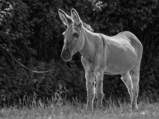 A black and white image of a donkey stood in front of a hedge in a field