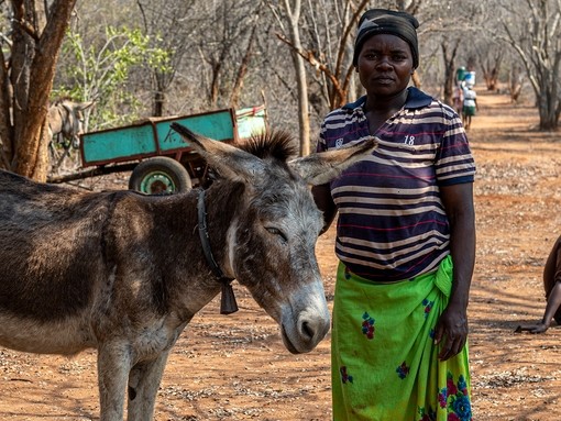 A brown donkey with a white face stood next to a women in a stiped t-shirt and green skirt.