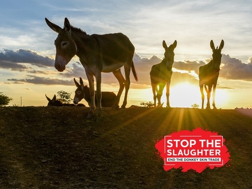 A group of donkeys stood on a hill silhouetted against the setting sun in Brazil