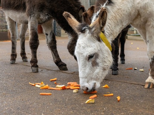 A white donkey with a yellow collar eating chopped up vegetables 