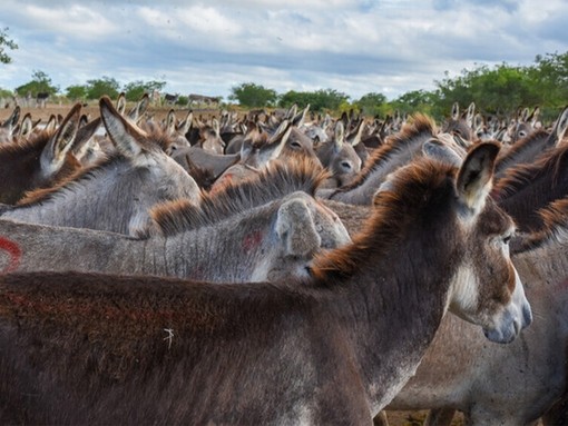 A large herd of underweight donkeys in Brazil