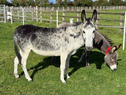 A white and grey donkey looking forward in front of a grey donkey with a red collar