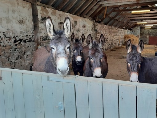 Four dark brown donkeys stood in a stone stable looking over a blue fence 