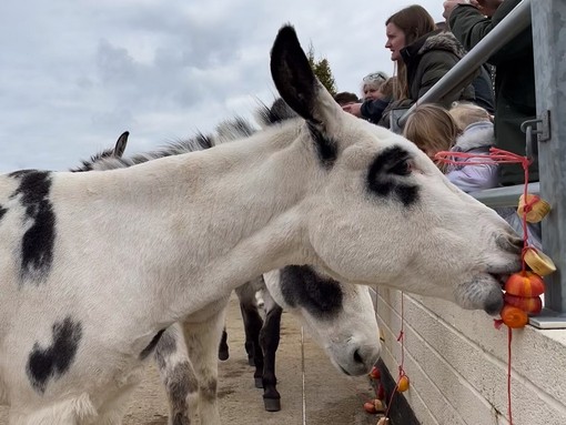 A white donkey with black spots enjoying food enrichment hanging from metal fence