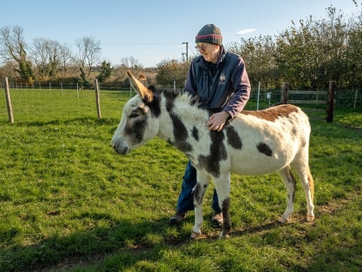 A man stood with a white and brown skewbald donkey in a field