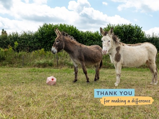 A brown and a white donkey with a text graphic which reads: Thank you for making a difference