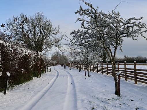 A snowy walkway with trees and bushes and tire tracks on the ground 