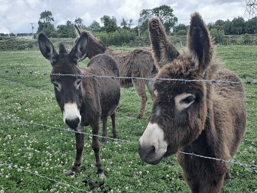 Two brown donkeys looking out from a barbed wire fence