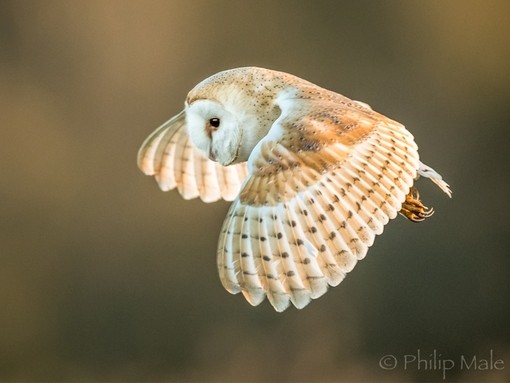 A close up of a beige barn owl flying in the air