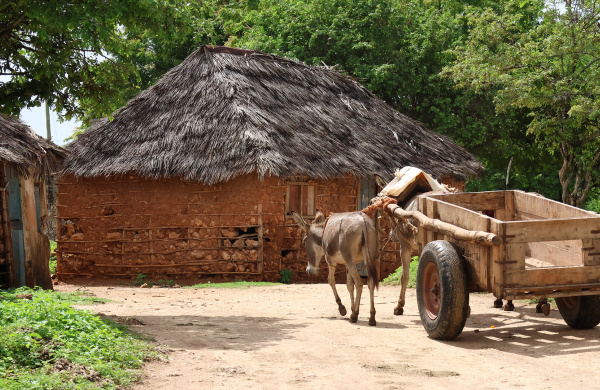 Donkeys pulling a cart near the quarry on Manda Island