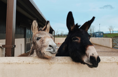 Benjy and Alfie peeking over a wall at The Donkey Sanctuary Belfast