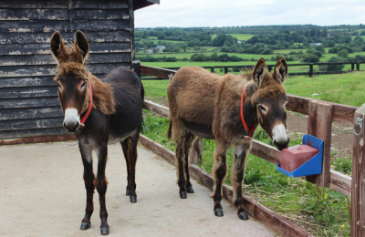 Two Ireland foals settling in to sanctuary life