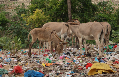 Donkeys foraging in rubbish