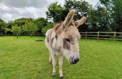 Dan the donkey stood in his outdoor paddock