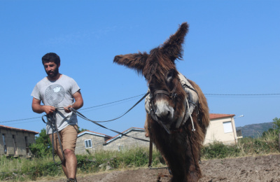 Joao Rodrigues working with a Poitou donkey wearing a harness