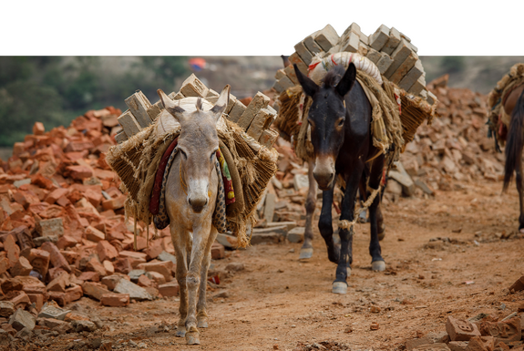 Donkey carrying bricks in Nepal.