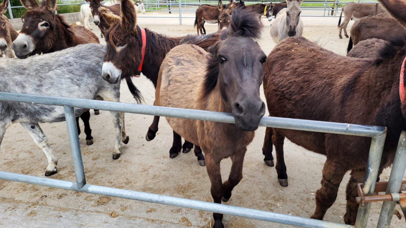 Beebee joined the main herd after turning three years old