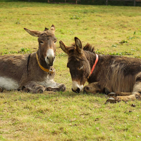 News | Bocelli the blind donkey | The Donkey Sanctuary