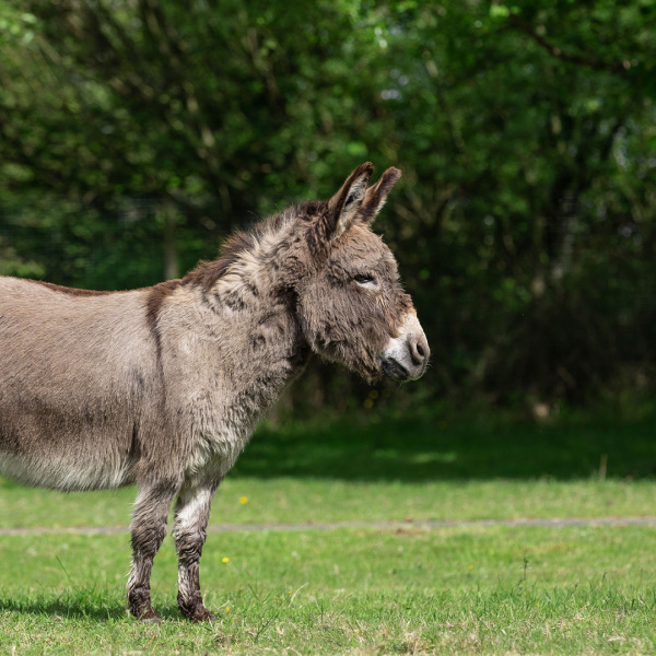 Adopt a Donkey - Hector | The Donkey Sanctuary