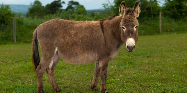 Meet the new adoption donkeys | The Donkey Sanctuary